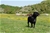 RUSHE ( Riproduttore Selezionato ENCI) - Triola Cane Corso